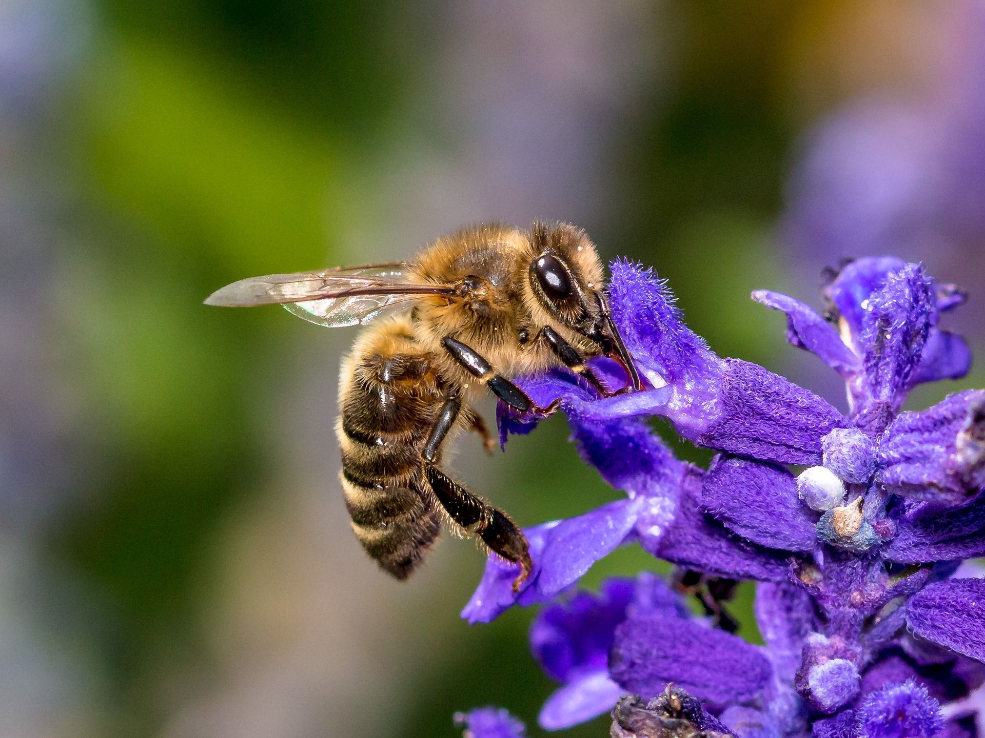 Пчёлы как индикатор экологии окружающей среды